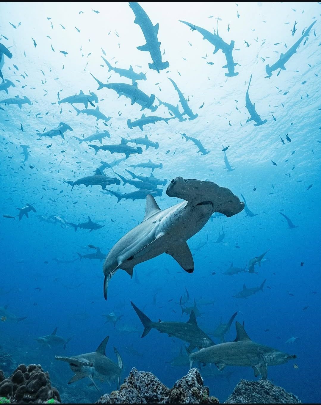 Юг — Sharks Obsession